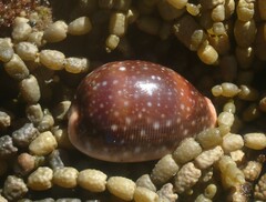 Lyncina vitellus