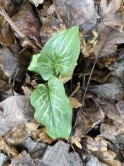 Arum italicum