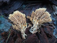 Ramaria stricta