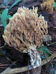 Ramaria stricta
