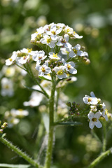 Crambe