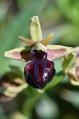 Ophrys sphegodes