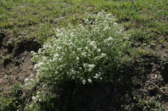 Crambe