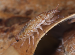 Philoscia affinis