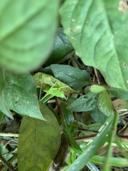 Hexacentrus unicolor