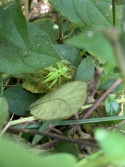 Hexacentrus unicolor