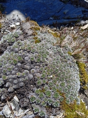 Myosotis pulvinaris