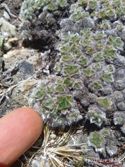 Myosotis pulvinaris