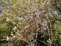 Coprosma tenuicaulis