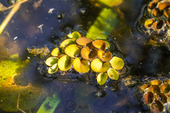 Salvinia cucullata