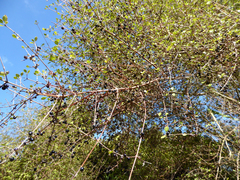 Coprosma tenuicaulis