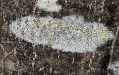 Lecanora symmicta