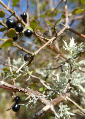 Coprosma tenuicaulis