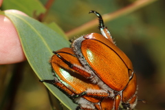 Anoplognathus hirsutus