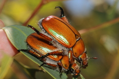 Anoplognathus hirsutus