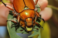 Anoplognathus hirsutus