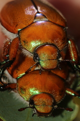 Anoplognathus hirsutus