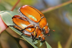 Anoplognathus hirsutus