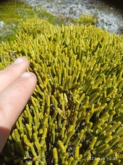 Veronica poppelwellii