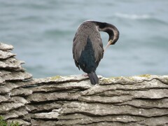 Phalacrocorax punctatus