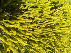 Veronica poppelwellii