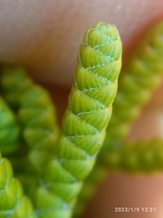 Veronica poppelwellii