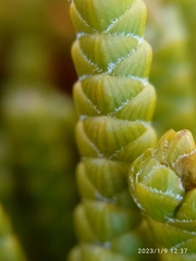 Veronica poppelwellii