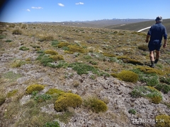 Veronica poppelwellii