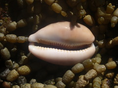 Lyncina vitellus