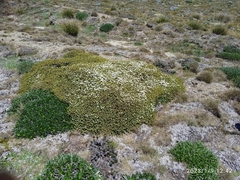 Veronica buchananii