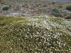 Veronica buchananii