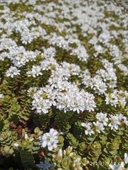 Veronica buchananii