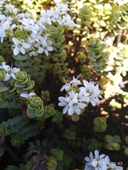 Veronica buchananii
