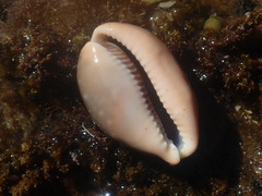 Lyncina vitellus