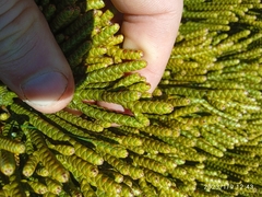 Veronica hectorii demissa