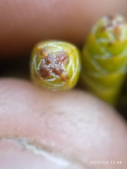 Veronica hectorii demissa