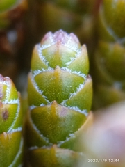 Veronica hectorii demissa