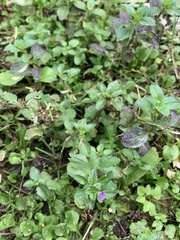 Stemodia verticillata