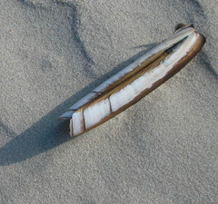 Ensis