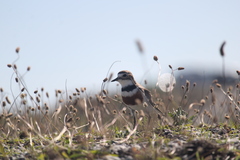 Charadrius bicinctus