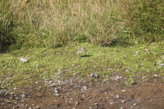 Charadrius bicinctus