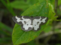 Lomaspilis marginata