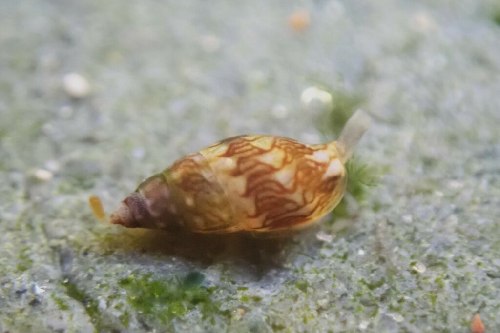 Anachis atkinsoni