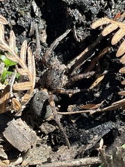 Mituliodon tarantulinus