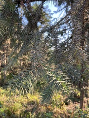 Cunninghamia lanceolata