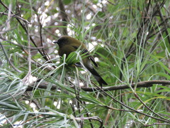 Anthornis melanura