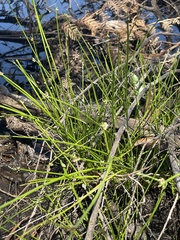 Isolepis inundata