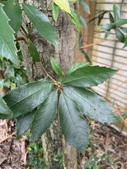 Quercus gilva