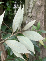 Quercus gilva