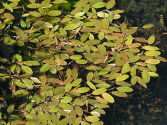 Potamogeton natans